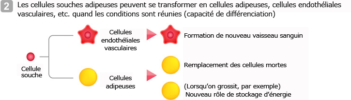 Les cellules souches adipeuses peuvent se transformer en cellules adipeuses, cellules endothéliales vasculaires, etc. quand les conditions sont réunies (capacité de différenciation)
